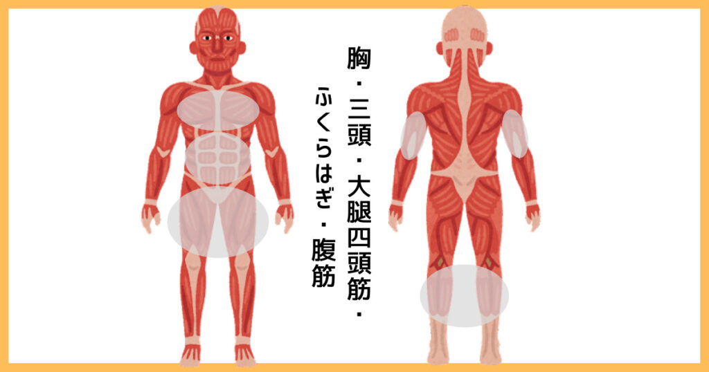 【2分割法】胸・三頭・大腿四頭筋・ふくらはぎ・腹筋の筋肉図解