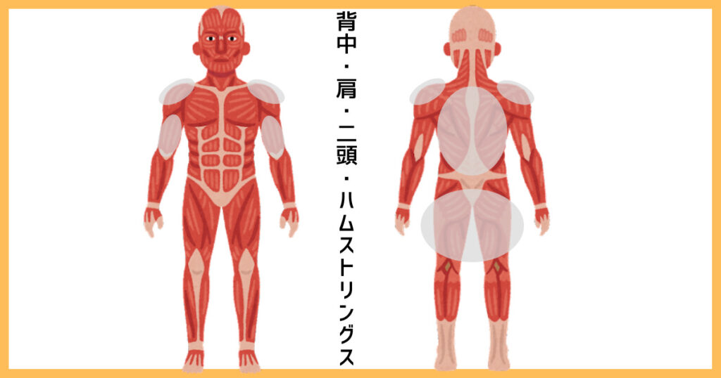 【2分割法】背中・肩・二頭・ハムストリングスの筋肉図解