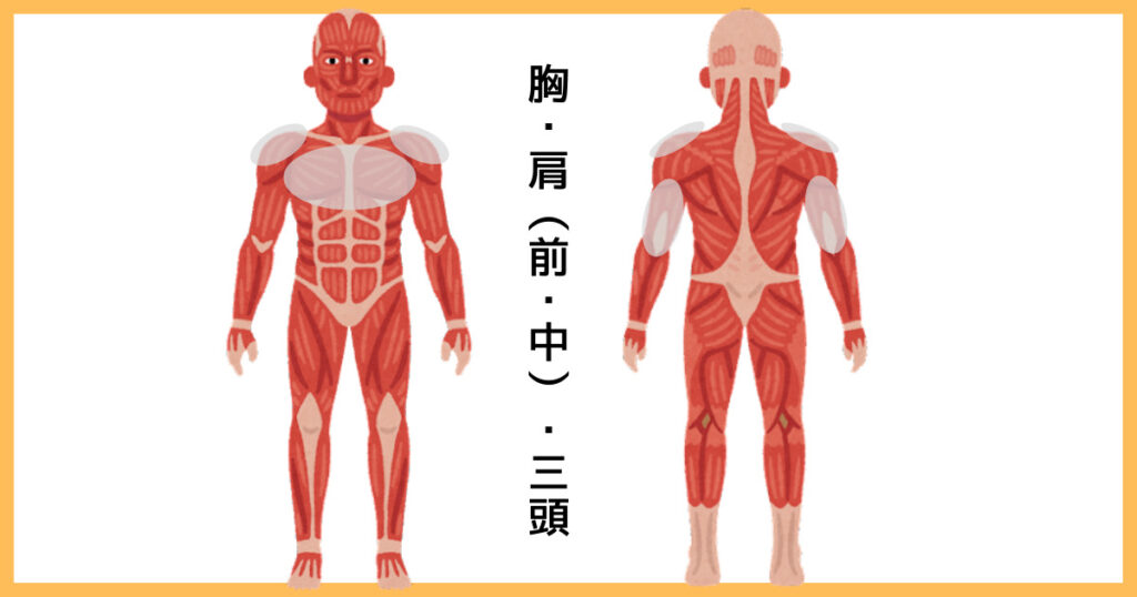 【3分割法】「胸・肩（前・中）・三頭の筋肉図解