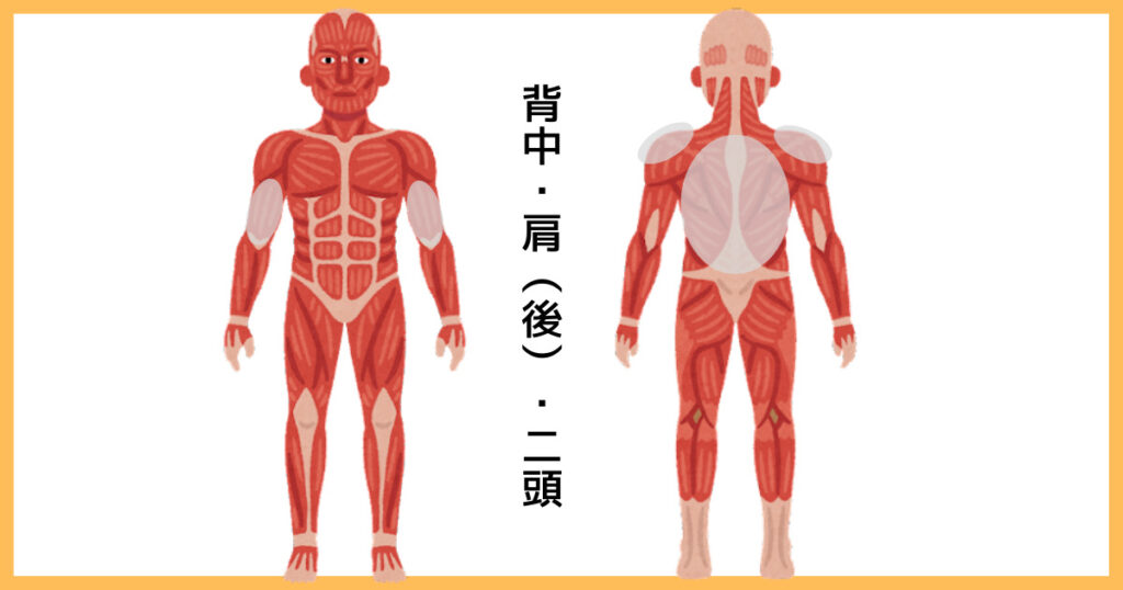 【3分割法】背中・肩（後）・二頭の筋肉図解