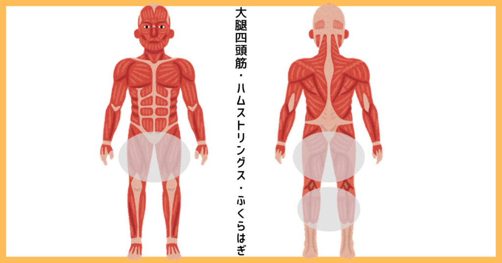 【3分割法】大腿四頭筋・ハムストリングス・ふくらはぎの筋肉図解