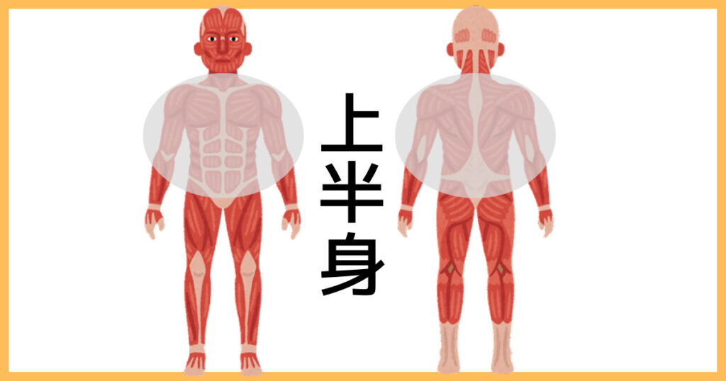 【2分割法】上半身の筋肉図解