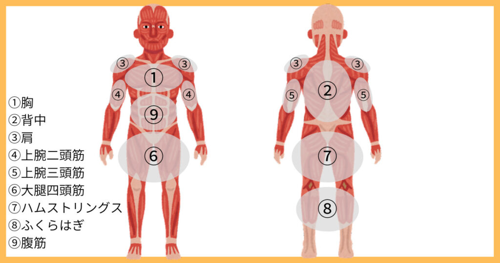 各部位の名前と場所の全身筋肉図解