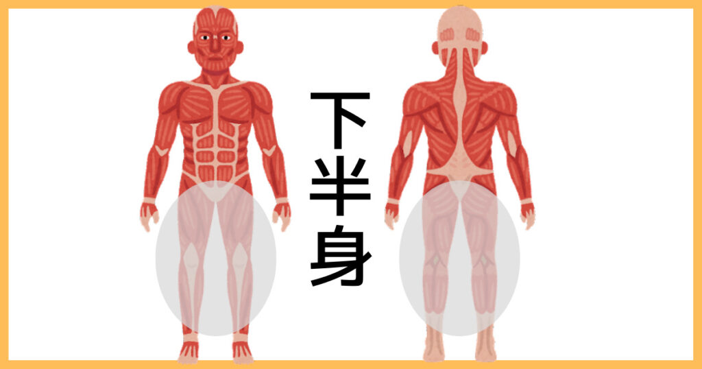 【2分割法】下半身の筋肉図解