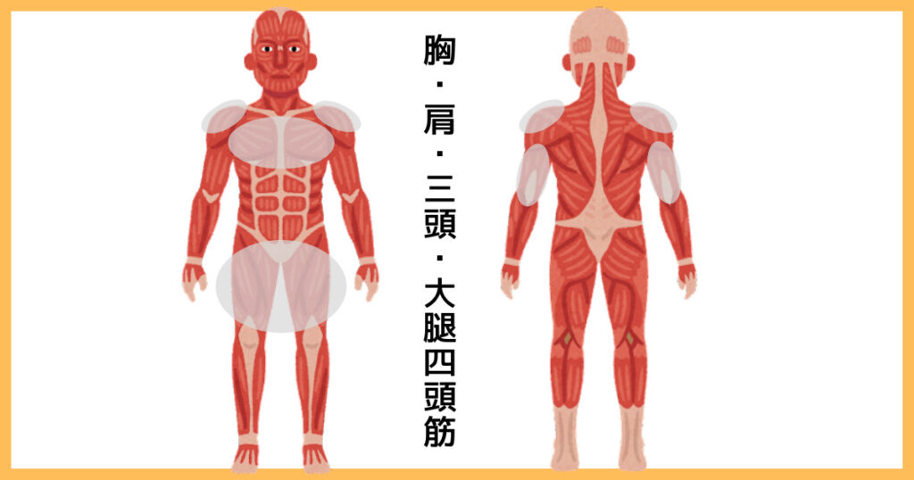 【2分割法】胸・肩・三頭・大腿四頭筋の筋肉図解