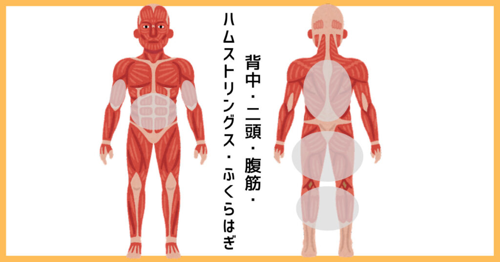【2分割法】背中・二頭・腹筋・ハムストリングス・ふくらはぎの筋肉図解