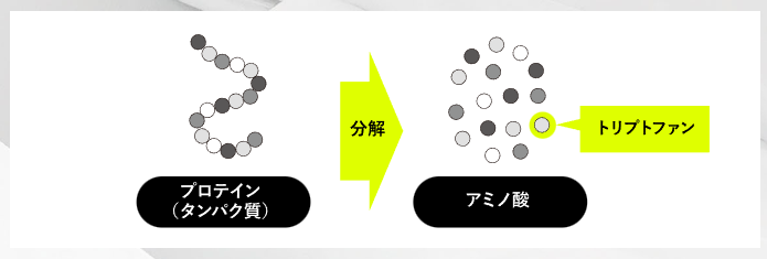 プロテインが分解されてアミノ酸になる。そのうちの1つにトリプトファンが含まれる。