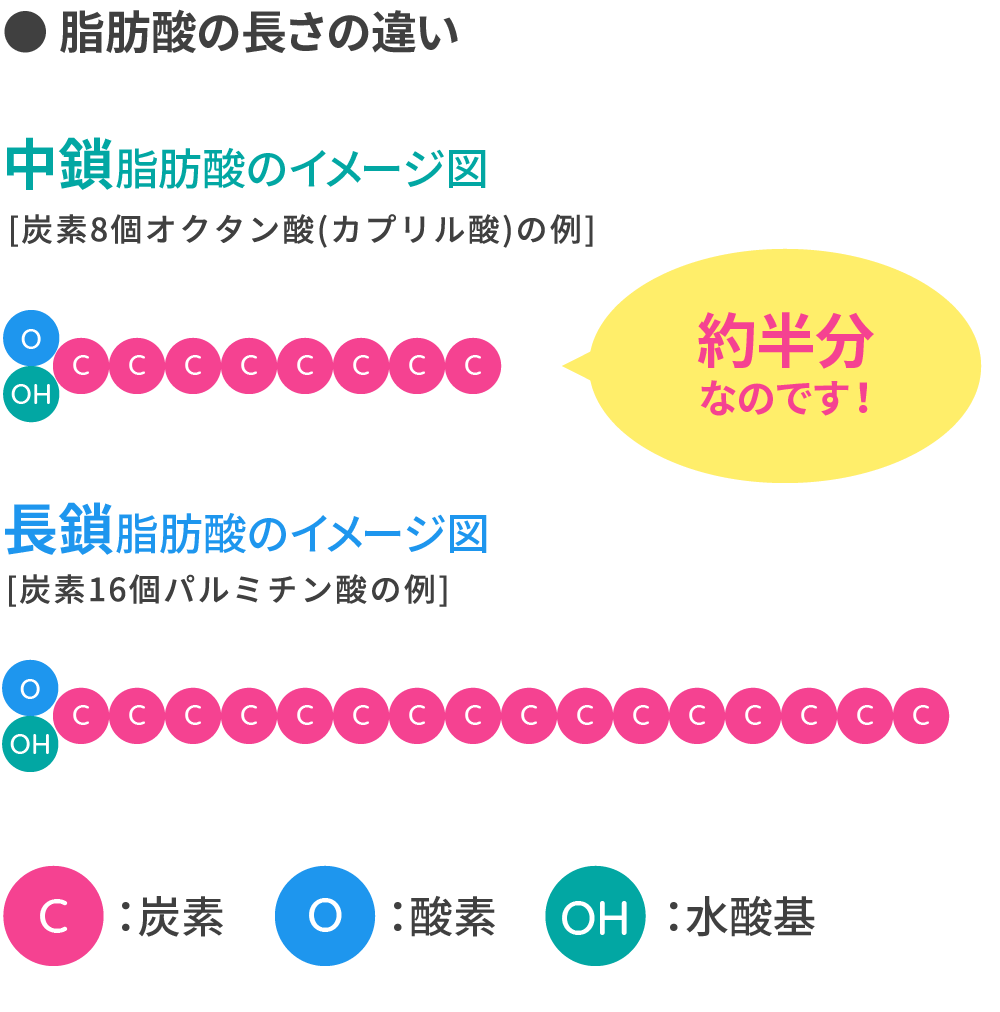 中鎖脂肪酸と長鎖脂肪酸のイメージ図