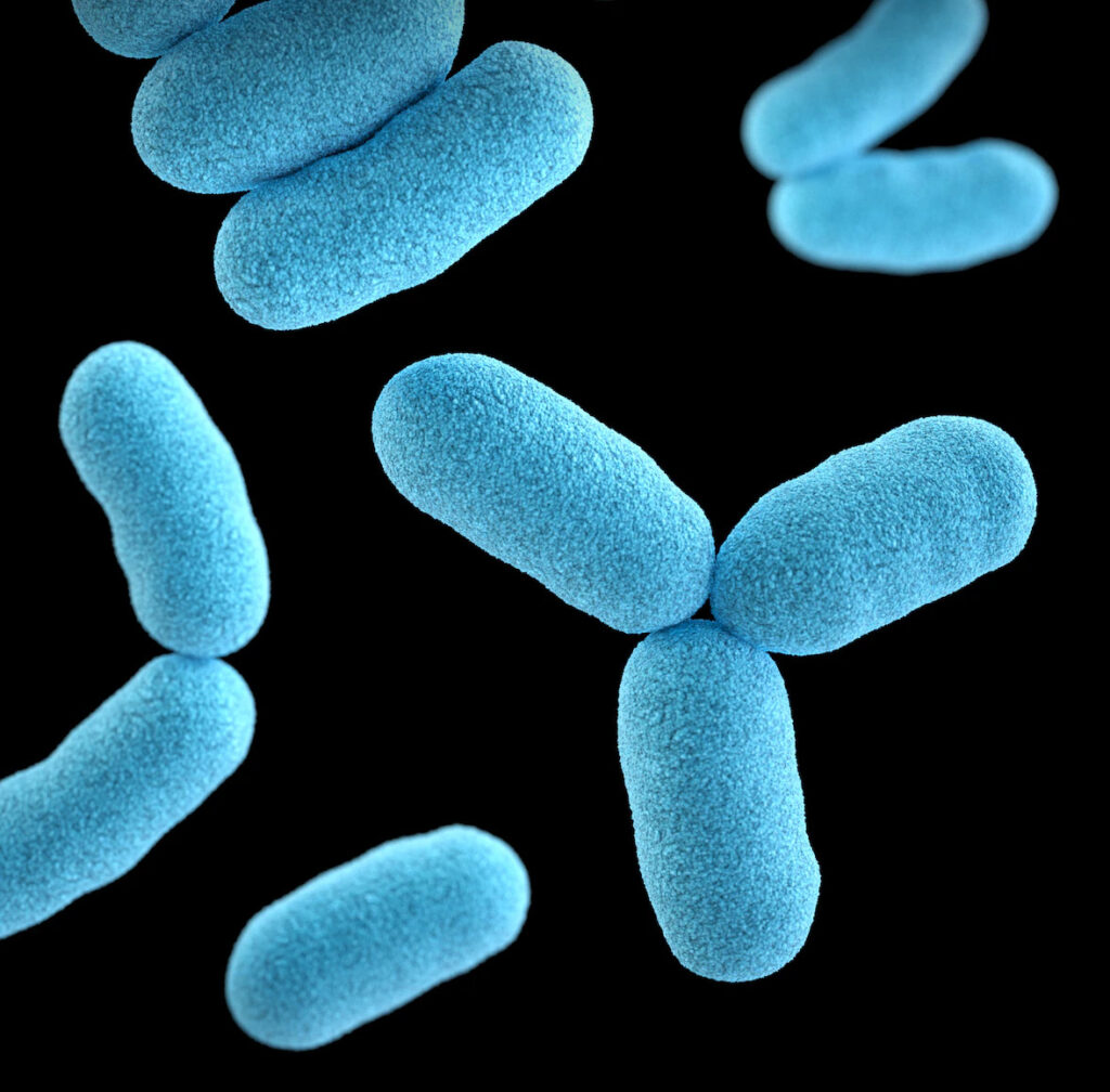 プラズマ乳酸菌とは？一般的な乳酸菌との違いは？