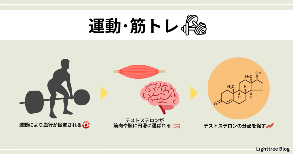 【運動・筋トレ】運動により血行が促進される→テストステロンが筋肉や脳に円滑に運ばれる→テストステロンの分泌を促す