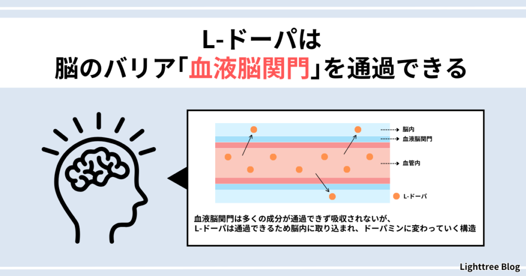 【L-ドーパは脳のバリア「血液脳関門」を通過できる】血液脳関門は多くの成分が通過できず吸収されないが、L-ドーパは通過できるため脳内に取り込まれ、ドーパミンに変わっていく構造