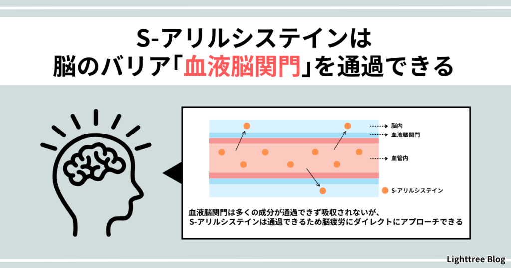 【S-アリルシステインが脳のバリア「血液脳関門」を通過できる】血液脳関門は多くの成分が通過できず吸収されないが、S-アリルシステインは通過できるため脳疲労にダイレクトにアプローチできる