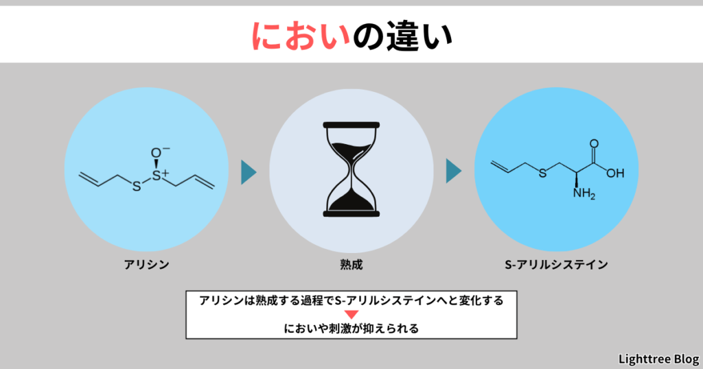 【においの違い】アリシンは熟成する過程でS-アリルシステインへと変化する。においや刺激が抑えられる