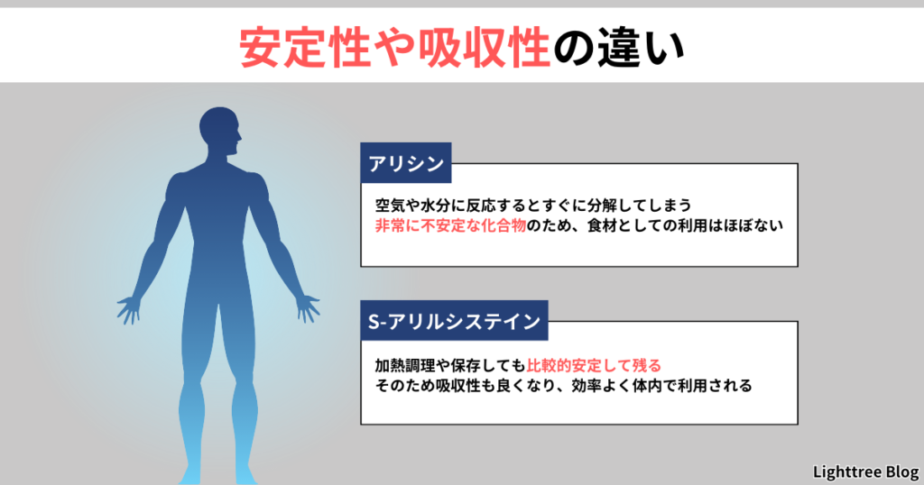 【安定性や吸収性の違い】アリシン…空気や水分に反応するとすぐに分解してしまう。非常に不安定な化合物のため、食材としての利用はほぼない
S-アリルシステイン…加熱調理や保存しても比較的安定して残る。そのため吸収性も良くなり、効率よく体内で利用される