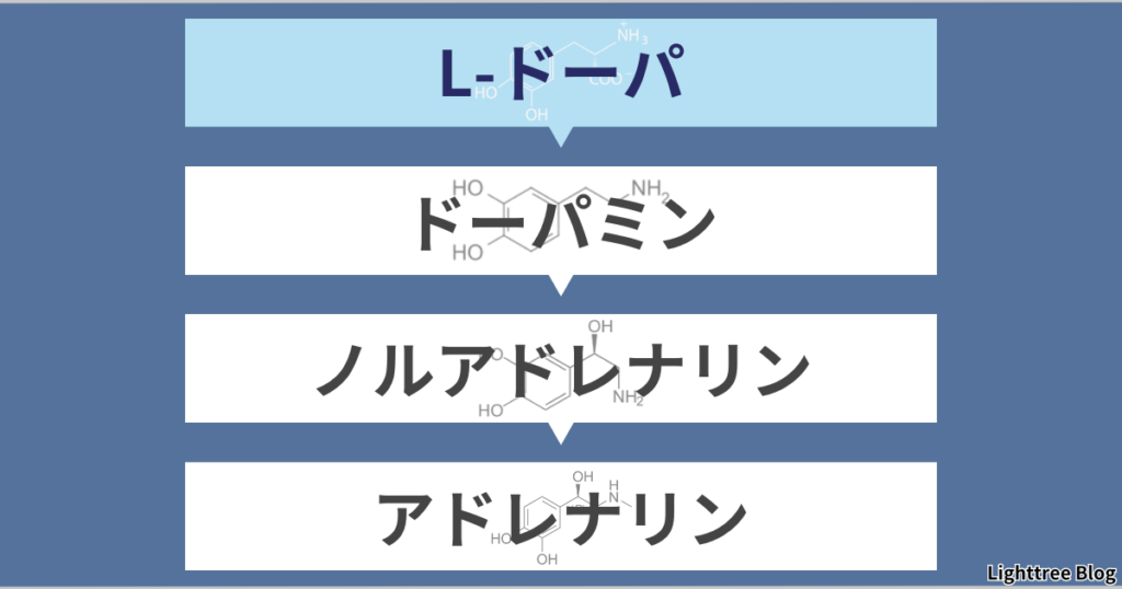 L-ドーパ→ドーパミン→ノルアドレナリン→アドレナリン