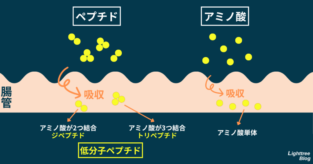アミノ酸が2つ結合したものをジペプチド、3つ結合したものをトリペプチドと言う。これらは低分子ペプチドと呼ばれ、アミノ酸にも匹敵する速さで吸収される
アミノ酸は単体(1個)で吸収される