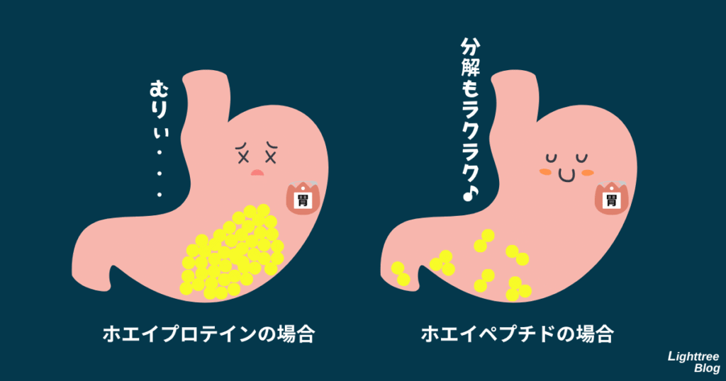 ホエイプロテインの場合…アミノ酸の結合数が50個以上と多いため分解するのに負担が掛かる
ホエイペプチドの場合…すでに分解されているため負担が少ない
