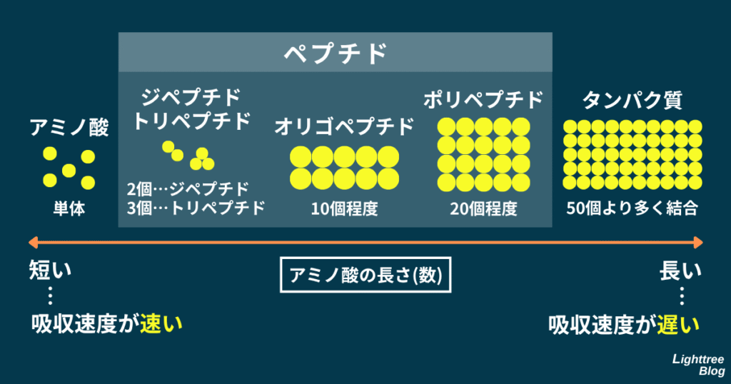 アミノ酸(アミノ酸単体)、ジペプチド(2個)、トリペプチド(3個)、オリゴペプチド(10個程度)、ポリペプチド(20個程度)、タンパク質(50個より多く結合)
ジペプチド、トリペプチド、オリゴペプチド、ポリペプチドの総称をペプチドと言う
アミノ酸の長さ(数)が短いほど吸収速度が速く、長いほど吸収速度が遅い