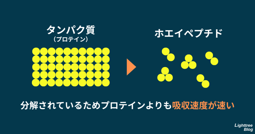 タンパク質(プロテイン)を分解したものがホエイペプチド
分解されているためプロテインよりも吸収速度が速い