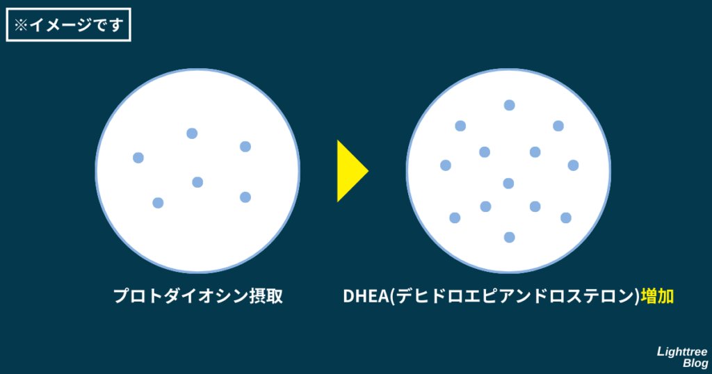 プロトダイオシンを摂取するとDHEA（デヒドロエピアンドロステロン）が増加する