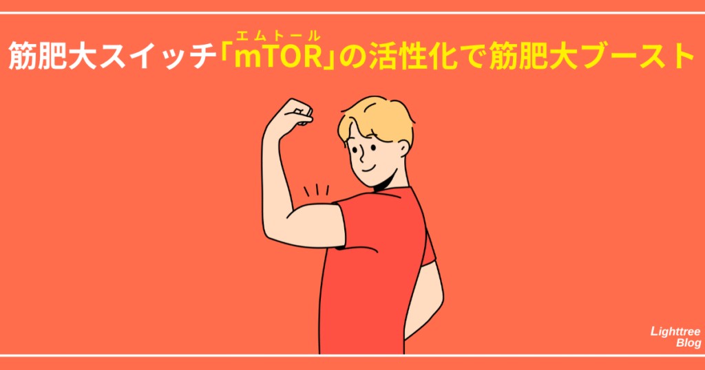 筋肥大スイッチ「mTOR」の活性化で筋肥大ブースト