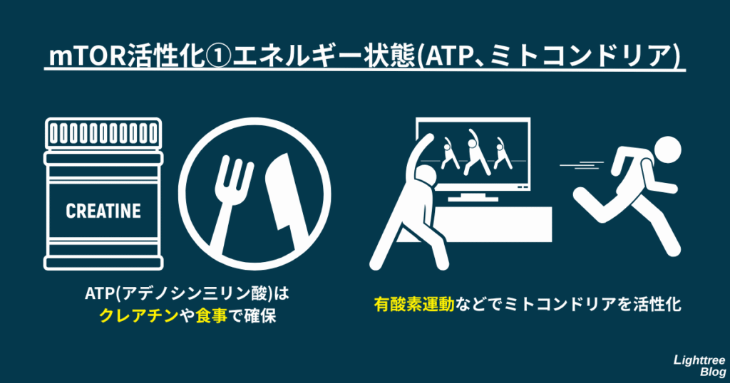 【mTOR活性化①エネルギー状態(ATP、ミトコンドリア)】
ATP(アデノシン三リン酸)はクレアチンや食事で確保
有酸素運動などでミトコンドリアを活性化