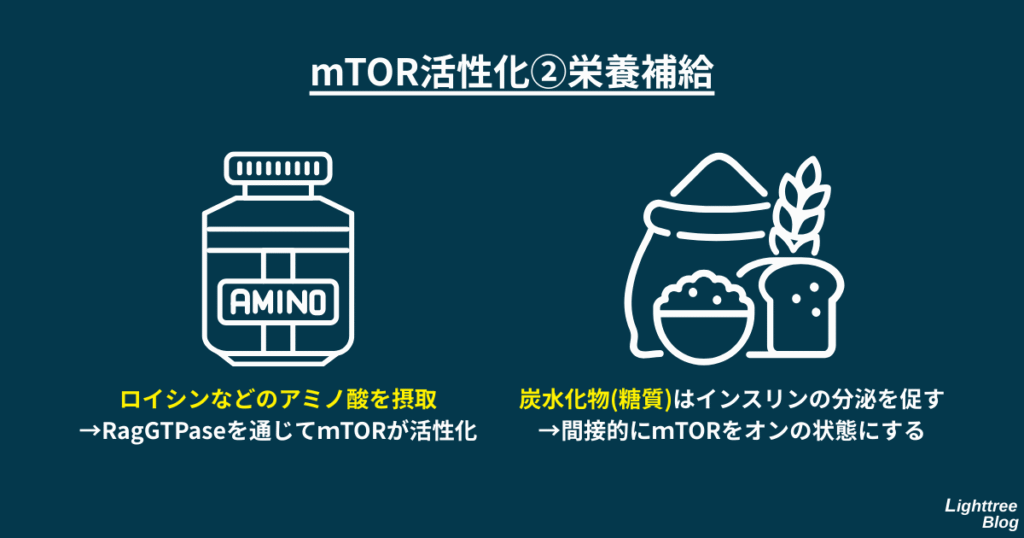 【mTOR活性化②栄養補給】
ロイシンなどのアミノ酸を摂取→RagGTPaseを通じてmTORが活性化
炭水化物(糖質)はインスリンの分泌を促す→間接的にmTORをオンの状態にする