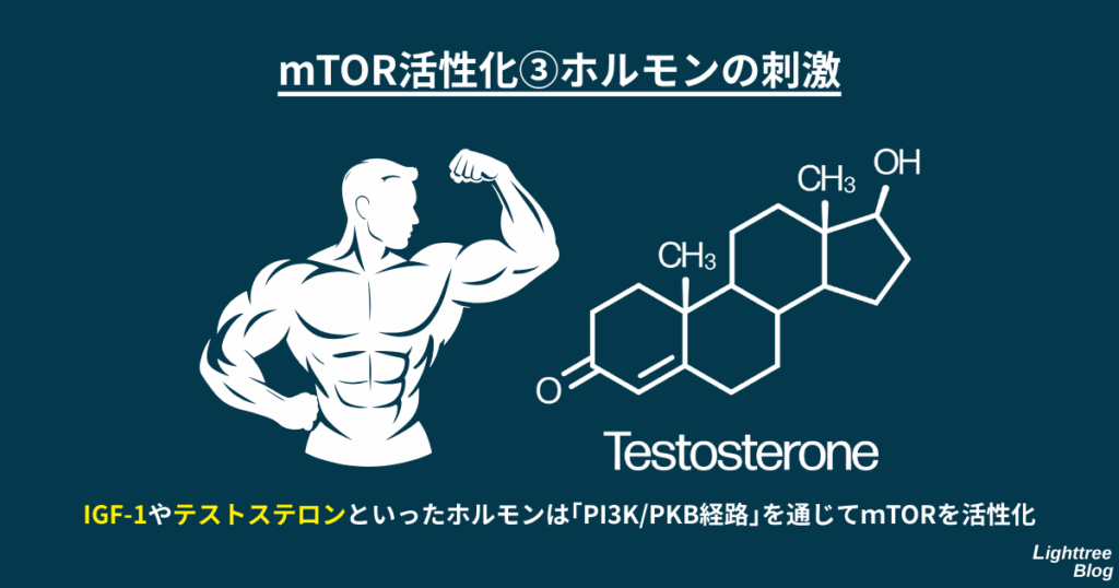 【mTOR活性化③ホルモンの刺激】
IGF-1やテストステロンといったホルモンは「PI3K/PKB経路」を通じてmTORを活性化