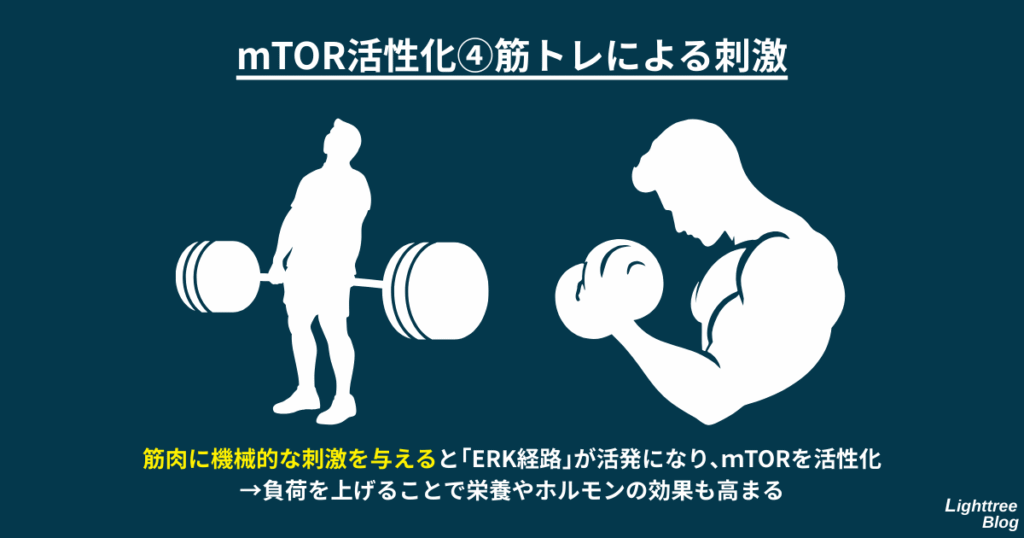 【mTOR活性化④筋トレによる刺激】
筋肉に機械的な刺激を与えると、「ERK経路」が活発になり、mTORを活性化→負荷を上げることで栄養やホルモンの効果も高まる