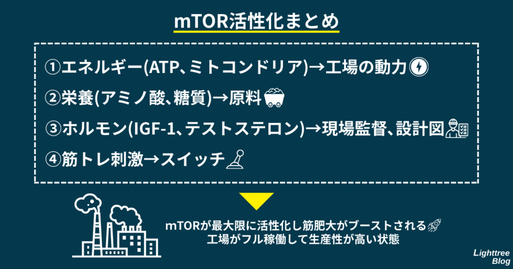【mTOR活性化まとめ】
①エネルギー(ATP、ミトコンドリア)→工場の動力
②栄養(アミノ酸、糖質)→原料
③ホルモン(IGF-1、テストステロン)→現場監督、設計図
④筋トレ刺激→スイッチ
mTORが最大限に活性化し筋肥大がブーストされる!工場がフル稼働して生産性が高い状態