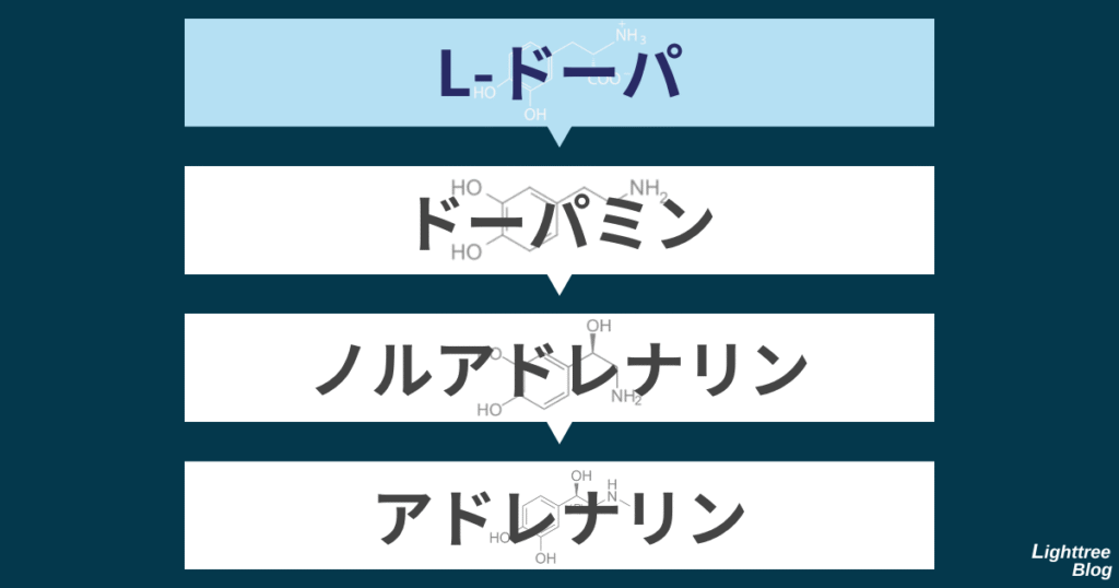 L-ドーパ→ドーパミン→ノルアドレナリン→アドレナリン