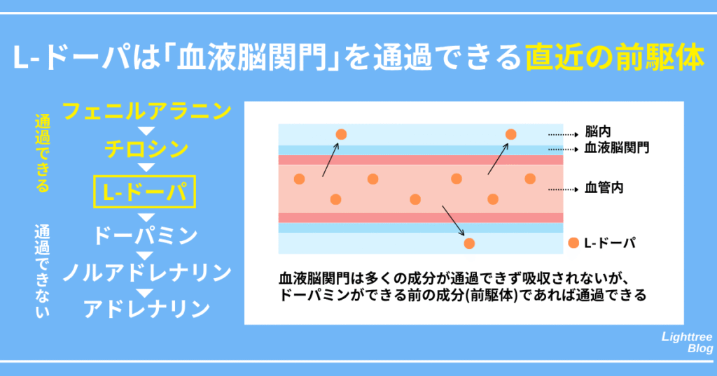 【L-ドーパは「血液脳関門」を通過できる直近の前駆体】
血液脳関門は多くの成分が通過できず吸収されないが、ドーパミンができる前の成分（前駆体）であれば通過できる
【通過できる】フェニルアラニン・チロシン・L-ドーパ
【通過できない】ドーパミン・ノルアドレナリン・アドレナリン