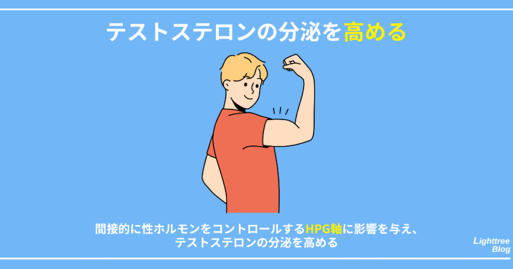【テストステロンの分泌を高める】
間接的に性ホルモンをコントロールするHPG軸に影響を与え、テストステロンの分泌を高める