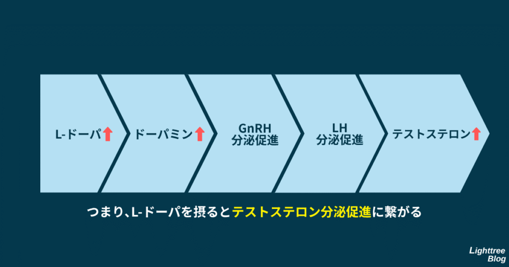L-ドーパ増加→ドーパミン増加→GnRH分泌促進→ LH分泌促進→ テストステロン分泌促進