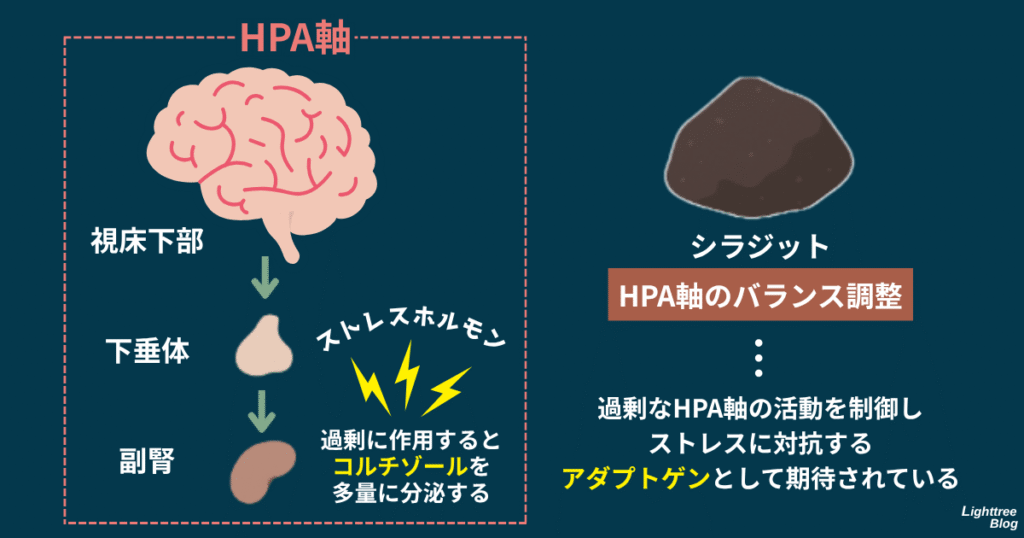 【HPA軸】視床下部→下垂体→副腎
過剰に作用するとストレスホルモンであるコルチゾールを多量に分泌する
シラジット…HPA軸のバランス調整
過剰なHPA軸の活動を制御し、ストレスに対抗するアダプトゲンとして期待されている