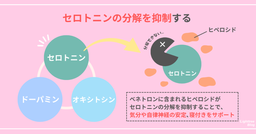 【セロトニンの分解を抑制する】ベネトロンに含まれるヒペロシドがセロトニンの分解を抑制することで、気分や自律神経の安定、寝付きをサポート
