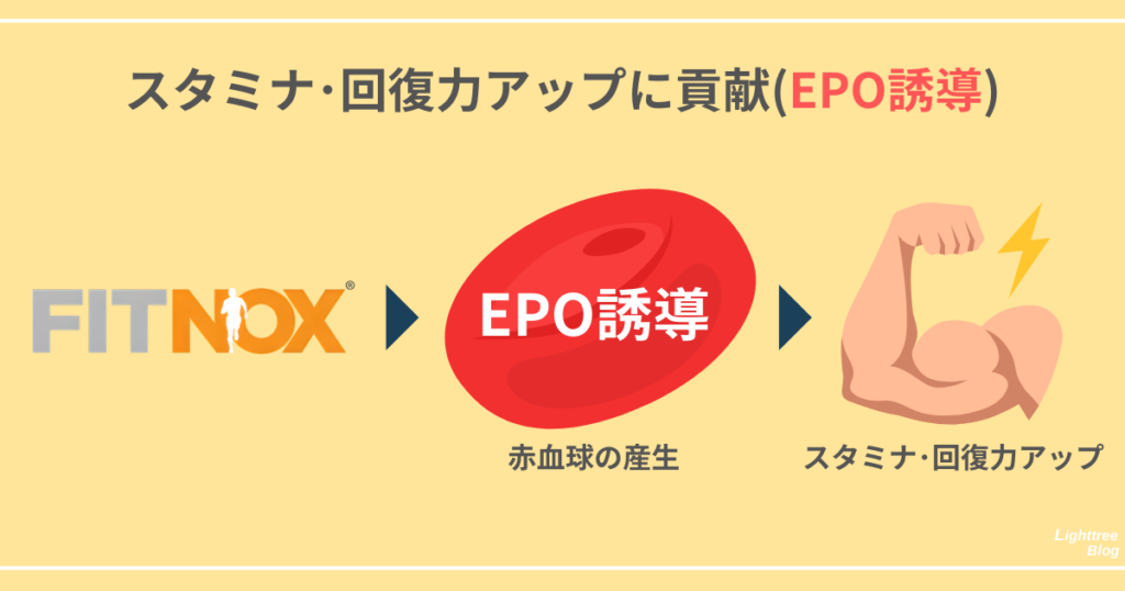 【スタミナ・回復力アップに貢献（EPO誘導）】
フィトノックス→EPO誘導（赤血球の産生）→スタミナ・回復力アップ