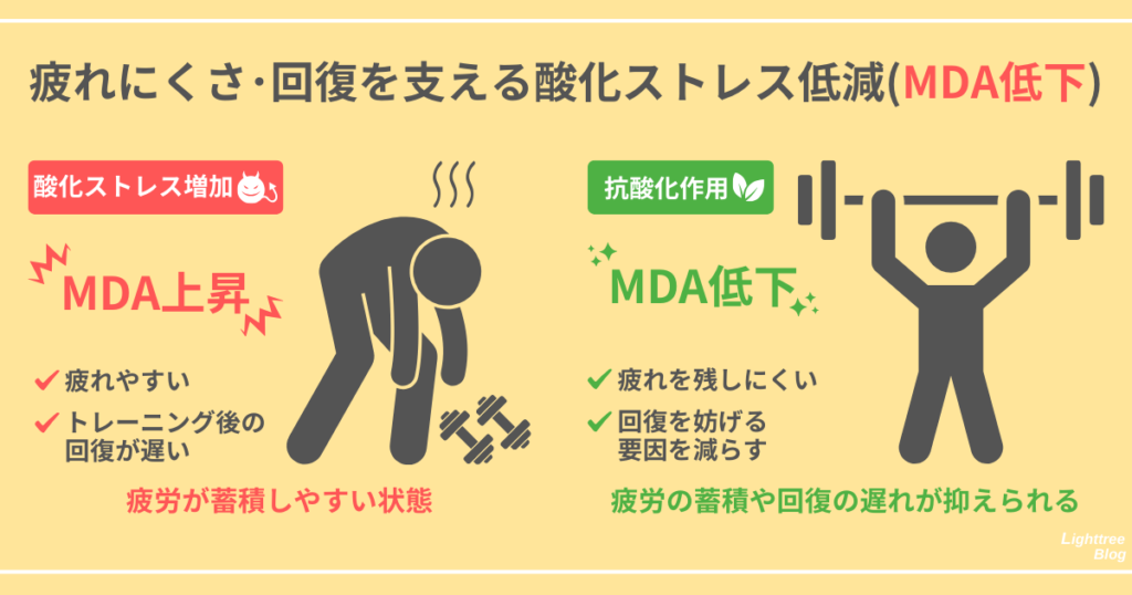 【疲れにくさ・回復を支える酸化ストレス低減（MDA低下）】
酸化ストレス増加→MDA上昇
疲れやすい、トレーニング後の回復が遅い…疲労が蓄積しやすい状態
抗酸化作用→MDA低下
疲れを残しにくい、回復を妨げる要因を減らす…疲労の蓄積や回復の遅れが抑えられる